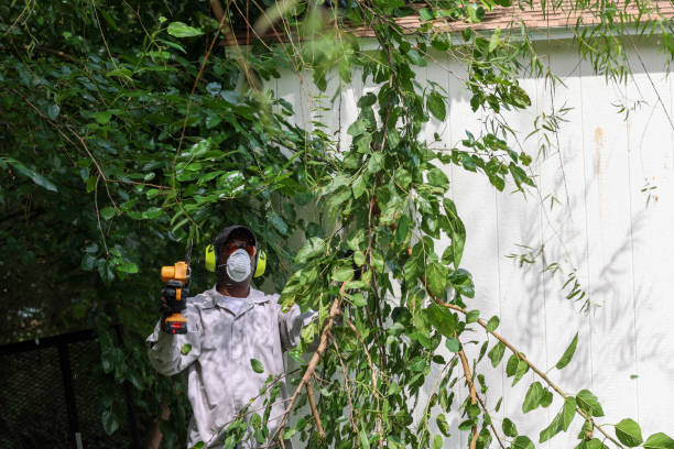 Best Hazardous Tree Removal  in Pleasant Grove, OH